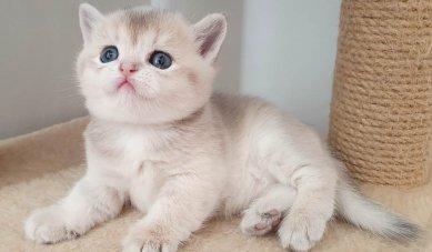Lovetouch Cattery Kedi Evi