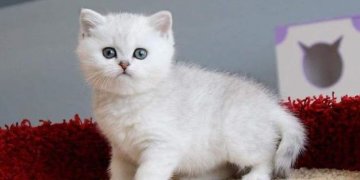 Kedi Bakımı
