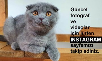 Yeni ailesine kavuştu MŞ73