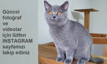 Yeni ailesine kavuştu MİŞ55