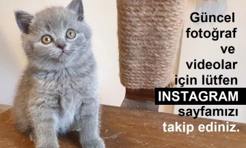 Yeni ailesine kavuştu MŞ74