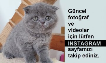 Yeni ailesine kavuştu MŞ77