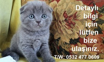 Yeni ailesine kavuştu MM56