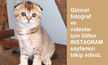 Yeni ailesine kavuştu NA63