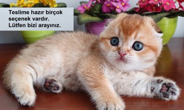 Teslime Hazır Yavru Kedilerimiz